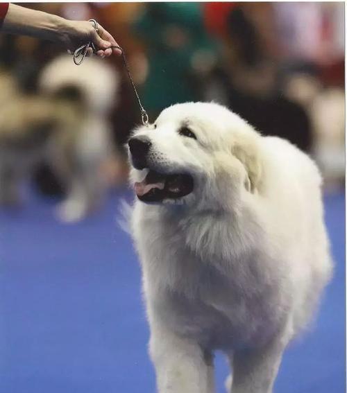 如何预防大白熊犬皮肤病（宠物爱好者必看，让你的大白熊犬远离皮肤病）