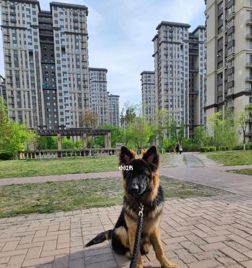 德国牧羊犬怀孕了，如何正确给它洗澡？（注意事项，预防疾病，让母犬舒适）