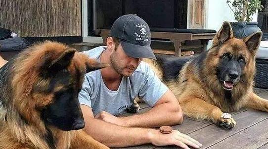 如何训练德国牧羊犬听话？（宠物养护之道）