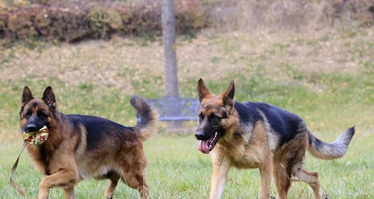 如何正确护养换毛期的德牧犬？（五项须知让你的宠物健康美丽）