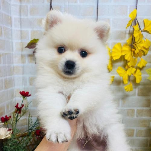 第一次养狗，博美犬适合吗？（了解博美犬的性格、饲养需求和健康状况）