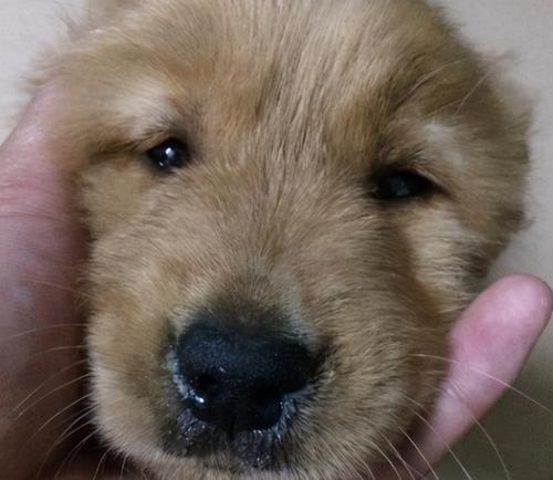 法国斗牛犬发情了怎么办？（宠物爱情期的应对策略，）
