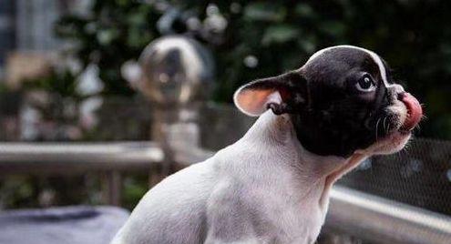 如何护理法国斗牛犬？（细节决定成败，这些护理小技巧你知道吗？）