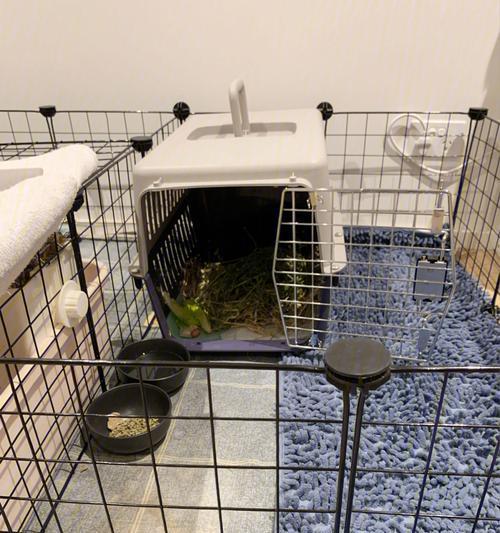 揭开高加索犬抬后腿便便的神秘面纱（探究高加索犬抬后腿便便的原因和意义）