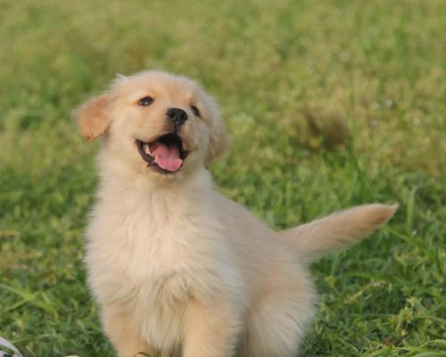 从幼年到老年，如何科学喂养金毛犬