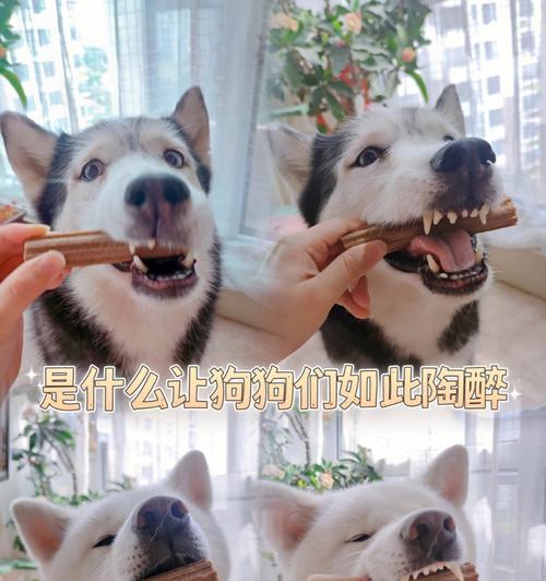 狗狗不愿意刷牙怎么办？（掌握这些技巧，让狗狗爱上刷牙）