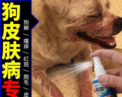 狗狗常见皮肤病全解析（以宠物为主，掌握治疗方法）