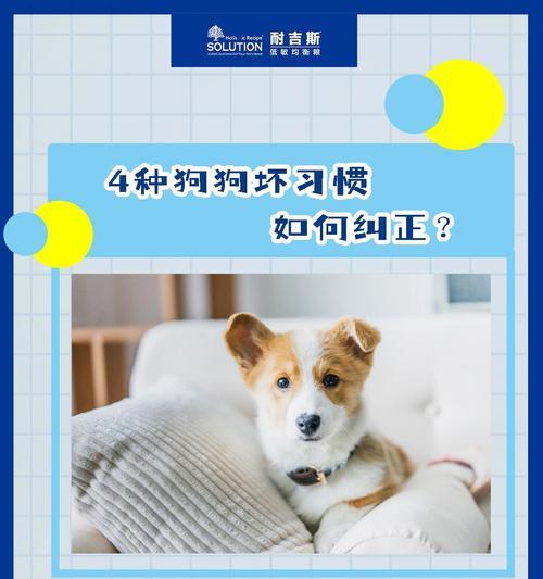 狗狗咬手怎么办？（及时制止，培养正确行为习惯）