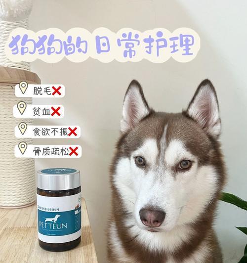 爱宠狗狗都需要补充哪些维生素？（宠物犬的健康需求之必备营养素探究）