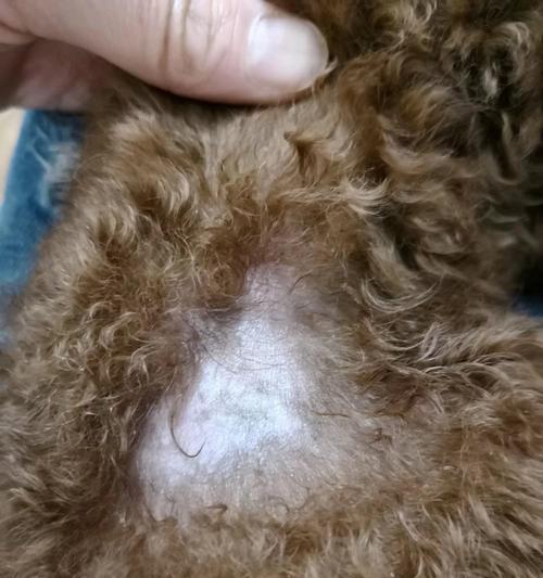 狗狗皮肤病治疗攻略（掌握治疗技巧，宠物健康更重要）