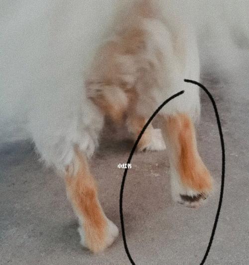 狗狗为什么经常舔爪子？（探究狗狗舔爪子的原因和应对方法。）