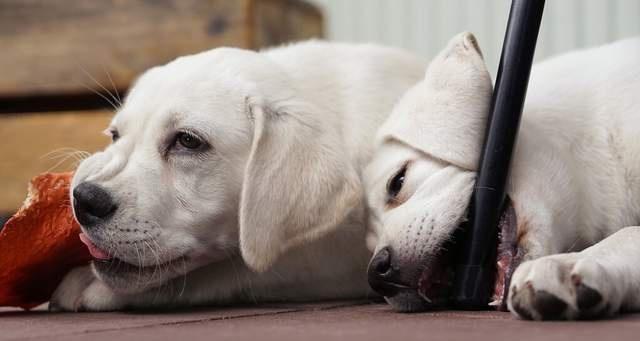 揭开狗狗狂犬病的谣言（以宠物为主，了解真相）