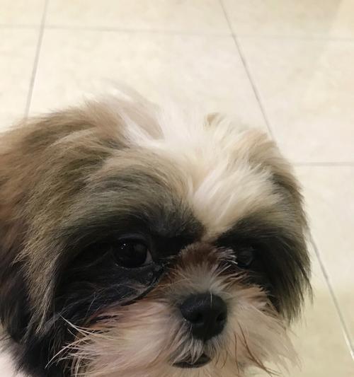狗狗泪痕严重的原因（探究泪痕的成因与防治方法）