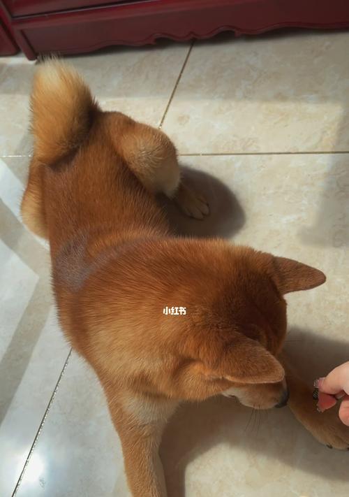 为什么狗狗的毛发会变黄？（毛发变黄的原因及预防方法）