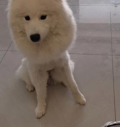 如何解决宠物狗毛色暗淡问题（掌握正确的狗狗毛发护理方法，让爱宠恢复光彩）