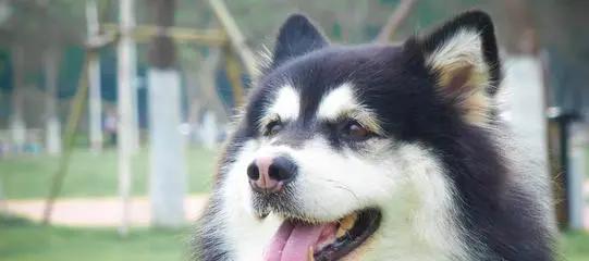 如何处理宠物狗狗体臭问题（让你的狗狗闻起来清新又舒适）