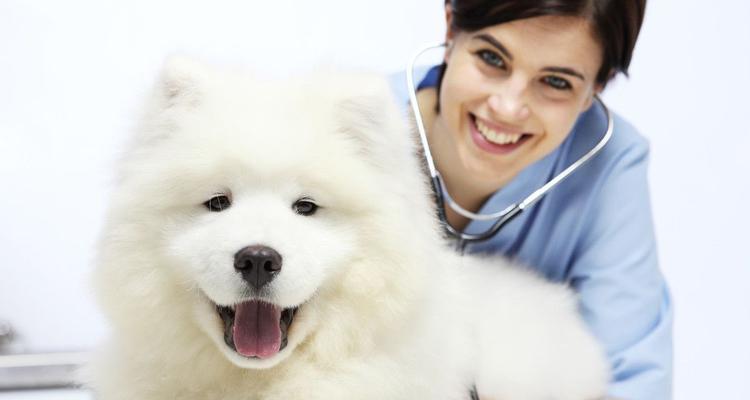狗狗生活变化后的全面护理指南（如何适应变化、如何保持健康、如何营造良好生活环境）