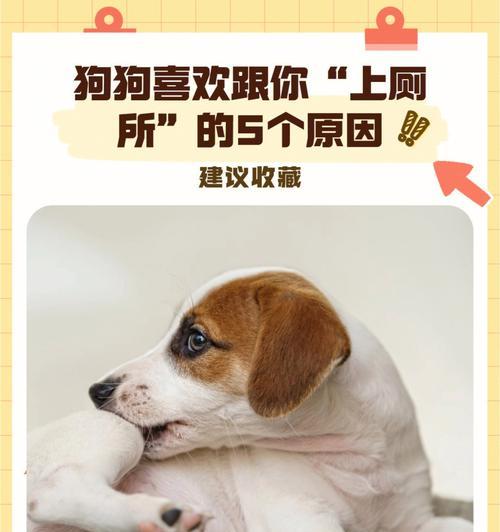 如何让宠物狗狗室内训练上厕所（从零开始，轻松训练你的狗狗成为“上厕所高手”）