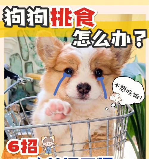 揭秘狗狗挑食的根本原因（深入了解宠物食欲背后的心理和生理因素）