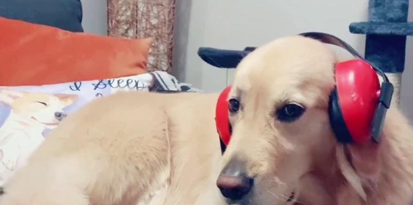 揭秘狗狗晚上不睡觉的三大原因（探究狗狗晚上不安静、抖动或嗅闻的背后原因，解决狗主们的疑惑）
