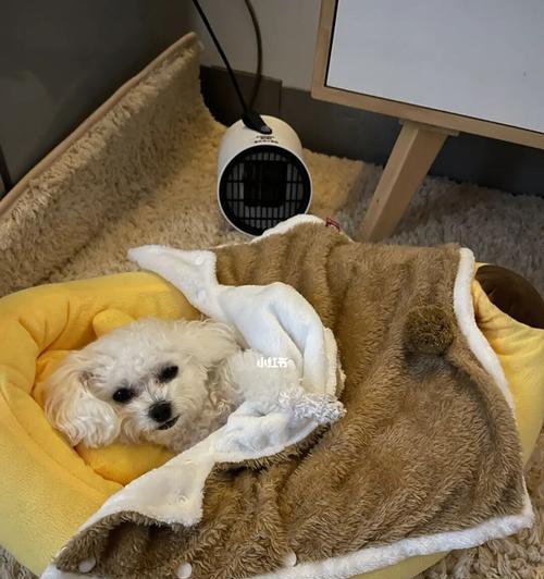 狗狗晚上睡觉要盖被子吗？（宠物的舒适睡眠与保健）
