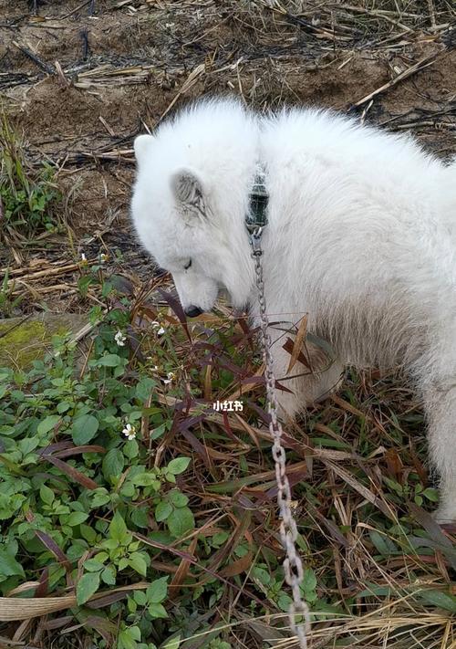为什么狗狗会吃草？（探究狗狗吃草的原因和对它们的影响，）