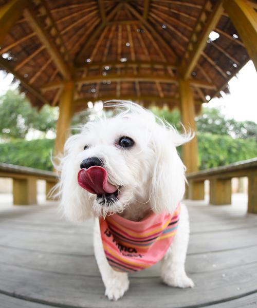 狗狗为什么经常啃自己爪子？（探究狗狗啃爪的原因，如何预防和治疗？）