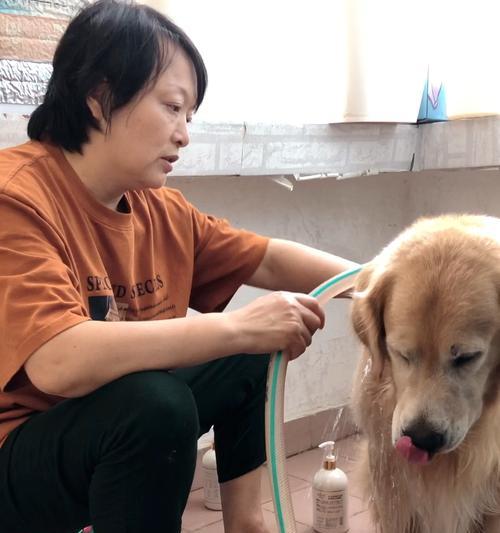 狗狗洗完澡后到处蹭，为什么？（了解狗狗蹭的原因和解决方法，让你的宠物更健康）
