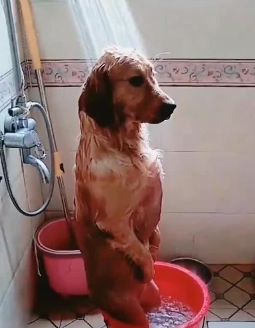 宠物犬洗澡前必备知识（主人要准备什么，让宠物犬洗澡更轻松）