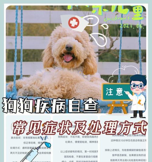 宠物狗营养过剩致病（预防胜于治疗，如何正确喂养宠物狗）