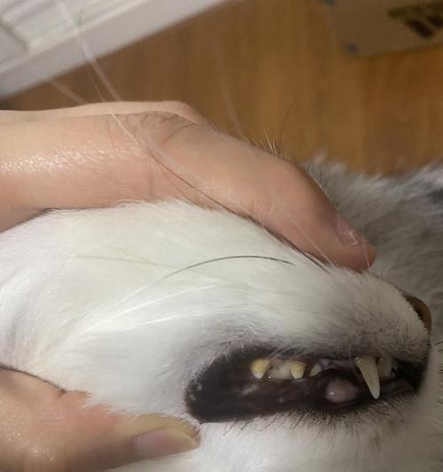 狗狗的牙结石该怎么办？（细节决定成败，做好这些护理让宠物告别牙结石）