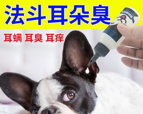 揭秘狗狗常见耳道疾病（预防和治疗耳道疾病，让狗狗健康快乐生活）