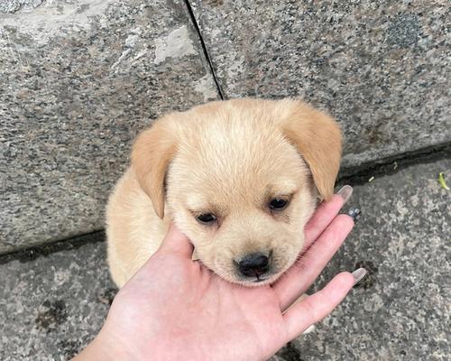 狗狗自己出去玩，危险随处潜伏！