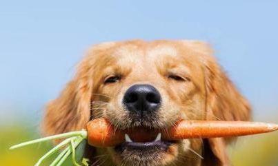 如何正确给狗狗添加食物？（以狗粮为主，健康饮食更重要）