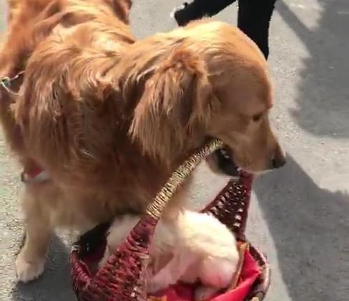 狗妈妈为什么喜欢叼着小狗？（探究狗妈妈的本能行为以及养育方式）