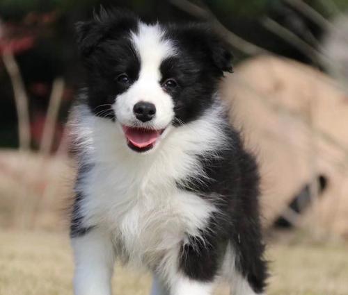 古代牧羊犬幼犬断奶指南（以宠物为主，助你顺利完成断奶过程）