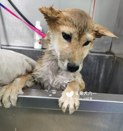 如何正确给柴犬狗狗洗澡？（学习正确洗澡频率，保护狗狗健康）