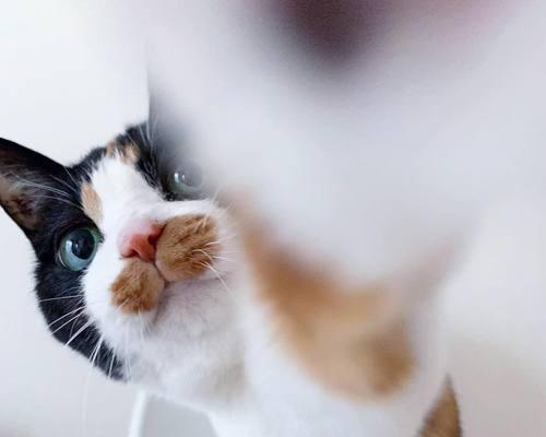 揭秘猫咪胡须的神奇之处（探究猫咪胡须的作用与意义）