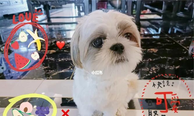 观察西施幼犬排泄，发现问题的注意事项（以宠物为主，有效控制宠物大小便）