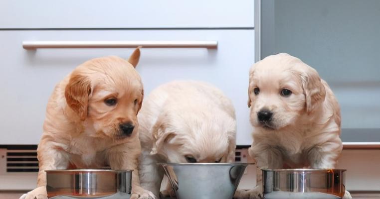 如何为你的冠毛犬选择营养均衡的狗粮？（一份全面的冠毛犬狗粮指南）