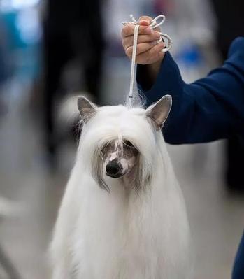 冠毛犬皮肤病的治疗方法（宠物护理指南）