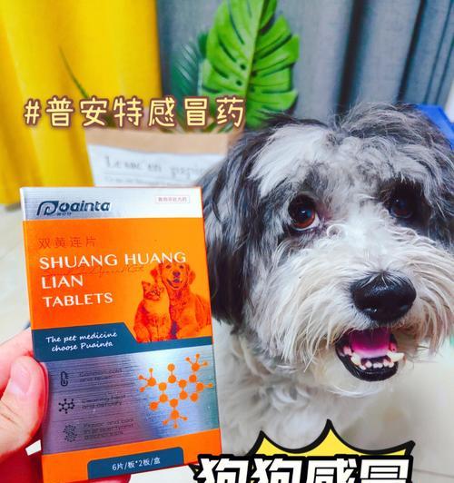 以冠毛犬外耳炎的治疗与预防（宠物医生分享的治疗经验和护理建议）