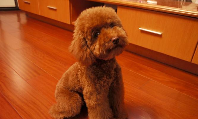 贵宾犬皮肤病的治疗方法（如何识别并治疗贵宾犬的皮肤病）