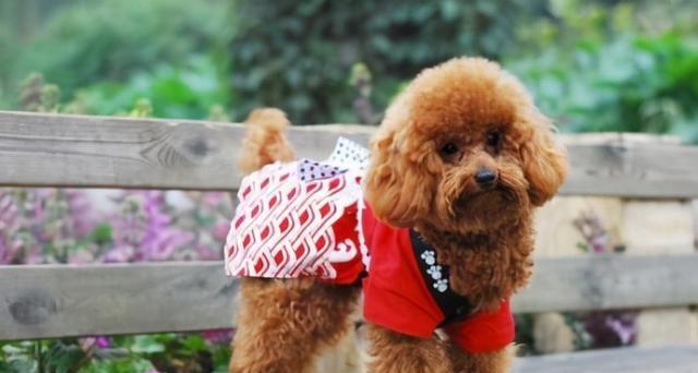 培养贵宾犬健康饮食习惯（从训练开始，养成好习惯）