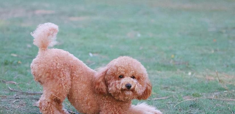 贵宾犬养成指南（从宠物选购到健康养护，全方位了解贵宾犬）