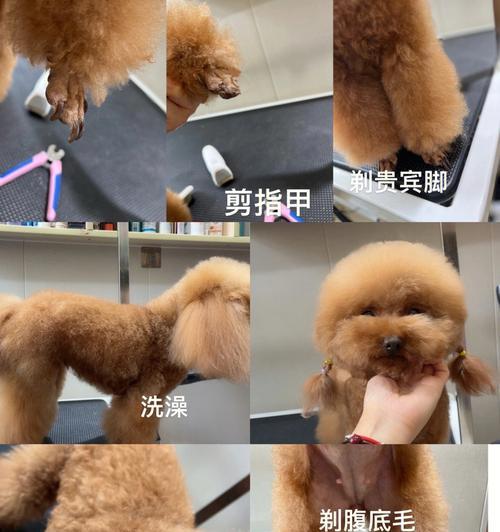 如何给贵宾犬洗澡？（注意这五点，让宠物更健康）