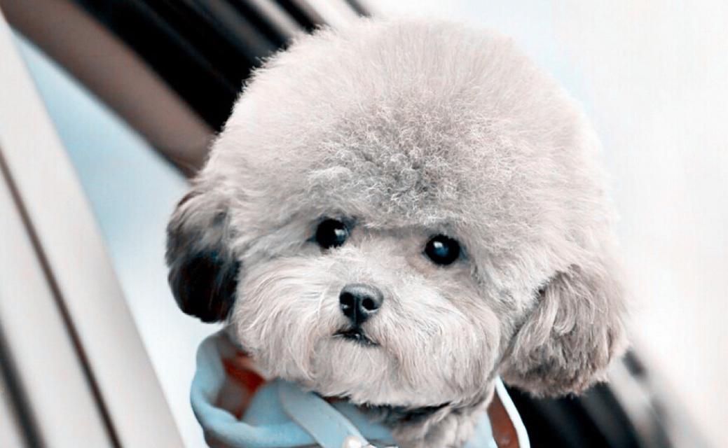 贵宾犬多眼屎的原因与治疗方法（宠物犬眼屎增多不是小问题，及时处理不可忽视！）