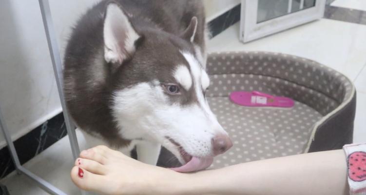 为什么哈士奇经常舔嘴唇？（探寻哈士奇舔嘴唇的原因及注意事项）