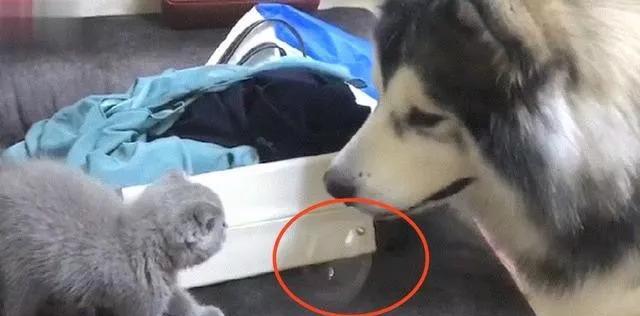 哈士奇呕吐后的照顾方法（宠物健康管理，如何帮助哈士奇恢复健康）