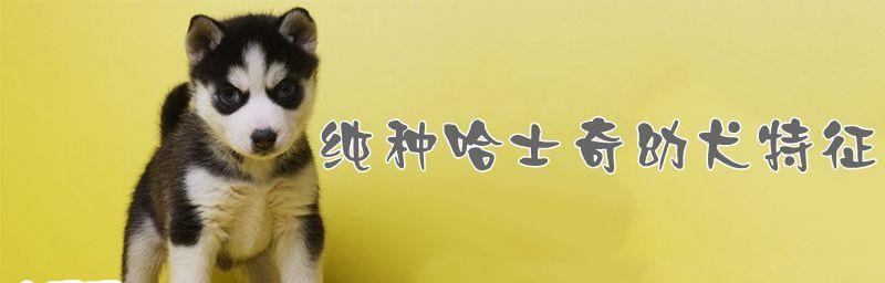 哈士奇犬的饮食误区（1个）